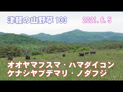 津軽の山野草133(ｵｵﾔﾏﾌｽﾏ・ﾊﾏﾀﾞｲｺﾝ・ｹﾅｼﾔﾌﾞﾃﾞﾏﾘ・ﾉﾀﾞﾌｼﾞ)