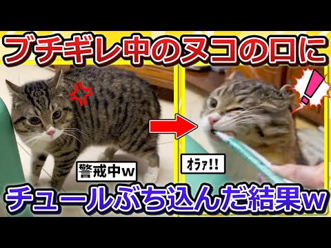 【2ch動物スレ】ブチギレ中のヌコの口に、チュールを挿入した結果ｗｗｗｗｗ