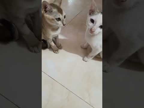 Cute kitten 🐾 ||  my cats reaction every time they see me 😺👀 #cutekitty #kitty