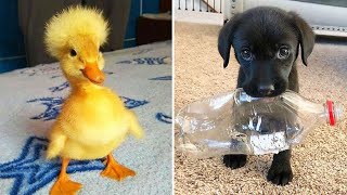 Funniest Animals 2024 😂 Best Funny Cats and Dogs 😻🐶 Part 23 | Cute Baby Dogs