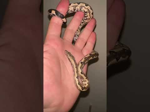 tiny island gem - beautiful Solomon island ground boa