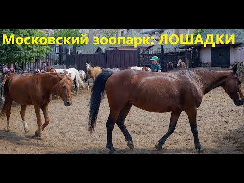 Московский зоопарк: ЛОШАДКИ. Лошади бегут по кругу. Смешное видео. Приколы с животными. Лошадь horse