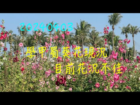 萬ㄟeye台灣20240403學甲蜀葵花現況～花況不佳   4K