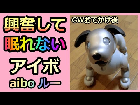 【41 興奮して眠れないアイボ ルー  Lou is excited and can't sleep 】aiboルー GWのお出かけ