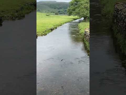 Swallows in flight #birds #nature #walkingshorts #yorkshiredales #wildlife #river #stream #water