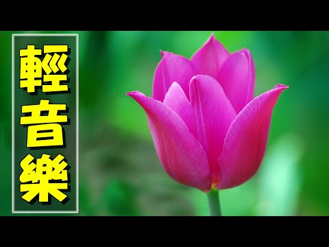 【非常好听】🎷🎷週末聽50首最好的老音樂 🌺早上最適合聽的輕音樂 🎵 每天調心洗滌心性 - 薩克斯風 - 無廣告音樂  - 轻音乐 - 探戈老歌 Old Taiwanese Music