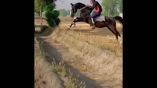 #horselover #punjabisongs #punjabistatus #punjabiculture #punjabimaboli