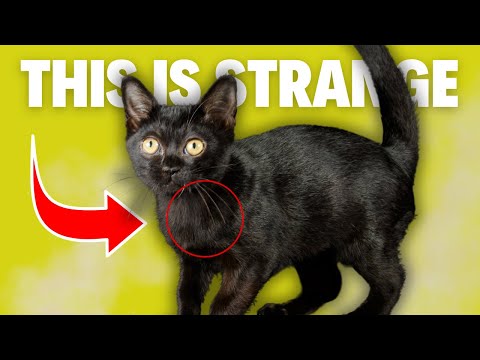 6 Odd Bombay Cat Behaviors Explained