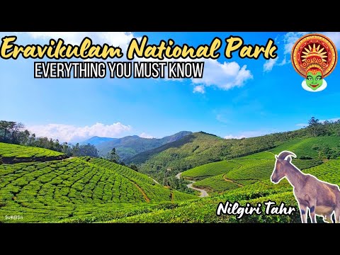 Eravikulam National Park Vlog | Nilgiri Tahr Sightings & Essential Tips for Your Visit!