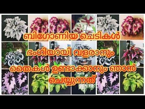 ബിഗോണിയ ചെടികൾ എങ്ങനെ പോട്ട് ചെയ്യാം? | Begonia Complete Care