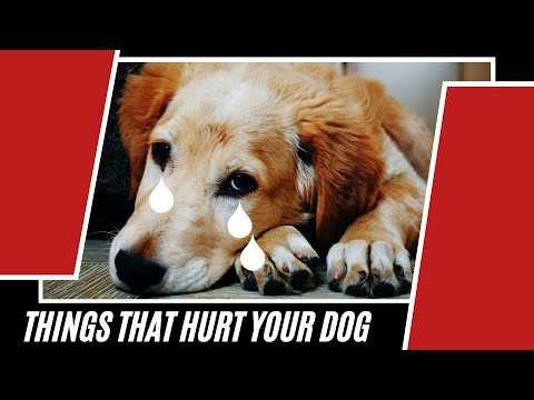 Things That Can Hurt Your Dog's Feelings