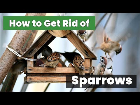 Smart Solutions: How To Get Rid Of Sparrows and Keep Them Away!