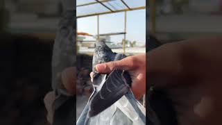 #pigeon #birds #kabutarbazi #punjabi #kabutarlove #kabutarstatus #kabutartourhament