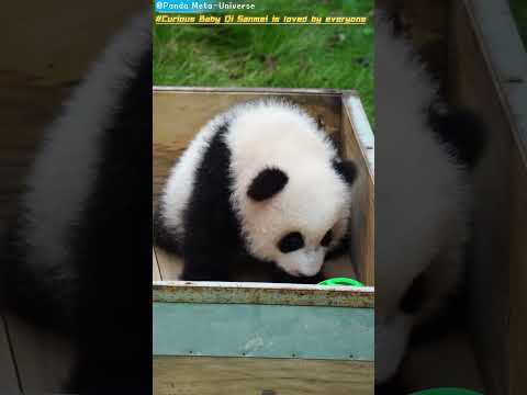 好奇宝宝奇三妹 惹得人人爱 Curious Baby Qi Sanmei is loved by everyone #panda #cute #funny #redpanda #giantpanda