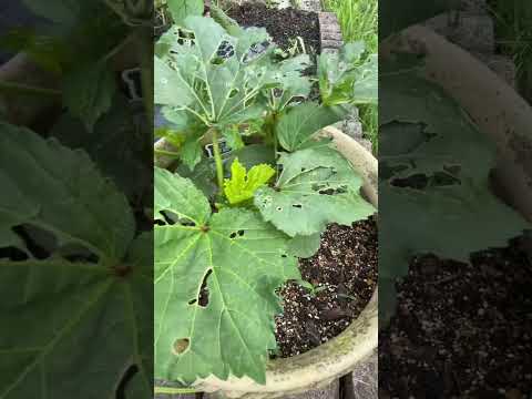 オクラ【家庭菜園だより】okra