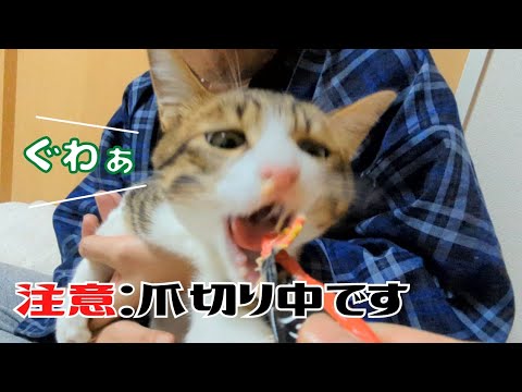 爪切り嫌いな猫にちゅーるをあげたら、予想と真逆の結末になりましたw