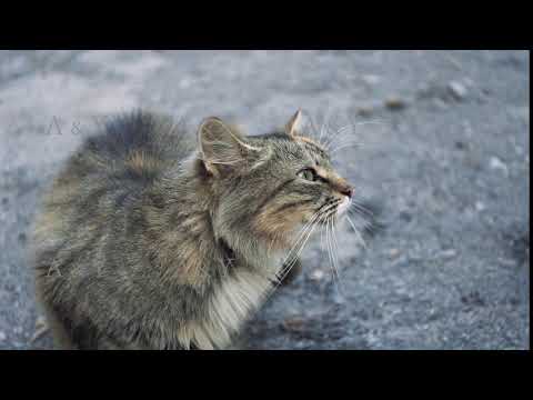 A cat sits in the park on the asphalt.