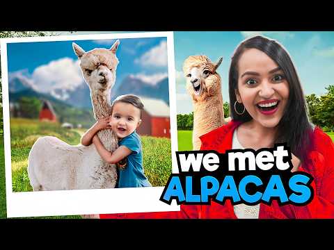 Asher met ALPACAS || Most Scenic DRIVE in New Zealand 😱