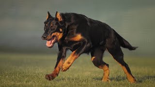 THE BEAUCERON  DOG - FIERCE WILDLIFE PROTECTION DOG