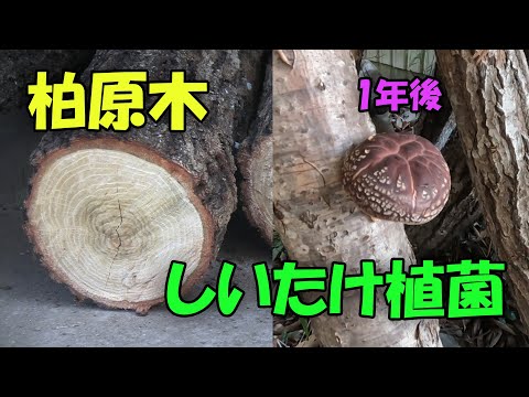 【しいたけ】柏の木を原木にした椎茸植菌