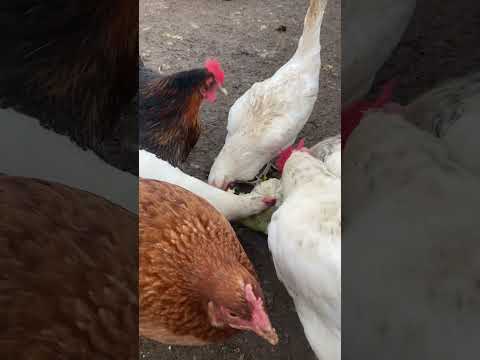 They just LOVE cauliflower 😊🐓🐓 #chickens #farming #freerangeeggs