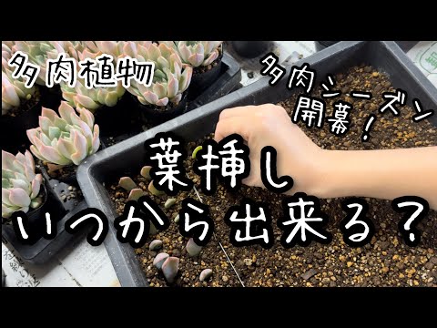 【多肉植物】葉挿しの時期とやり方！