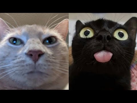 BEST FUNNY MEMES WITH CATS COMPILATION 15