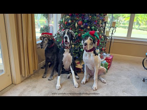 Festive Great Danes & 7 Month Old Puppy's 1st Christmas Card Photo