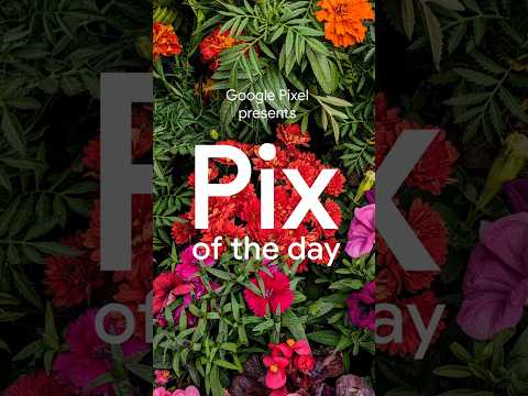 Share your vibrant snaps with us, #TeamPixel 🌺 #PixOfTheDay