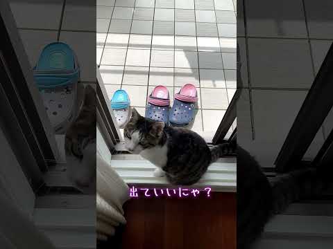 ベランダに出たがる猫の圧に負けて窓を開けると・・・😅