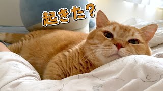 病み上がりのママが起きるまで添い寝してくれる優しい猫！