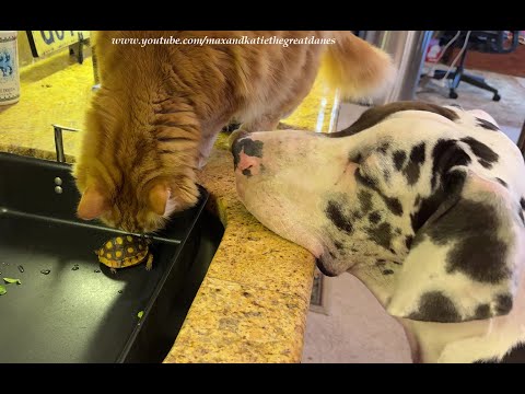 Funny Cat Swats Great Dane Puppy To Stand Back From Rescued Tortoise