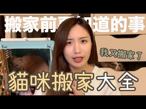 帶貓搬家？你需要知道的事！香菜又搬家了的貓咪搬家大全！