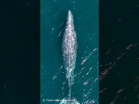 🐳コククジラ／最も旅する鯨！