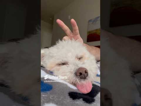 Bunny Ears on Buddy Bichon. Sound Asleep.