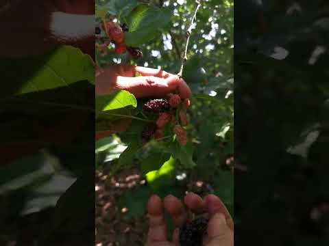 picking mulberry #fruit harvest