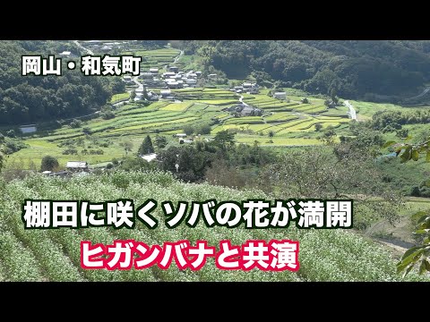 棚田に咲くソバの花が満開。ソバの花とヒガンバナが共演。岡山・和気町「田土の棚田」（映像ジャーナリスト　宮﨑　賢）