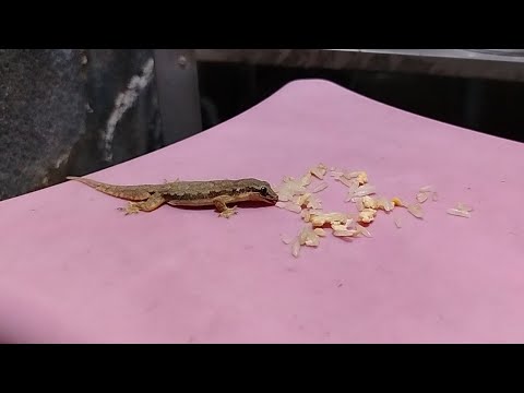 Jing Jok gecko eats egg fried rice