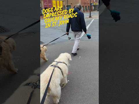 How to make dogs happy by crossing the road #shorts #dogs #GoldenRetriever #pets