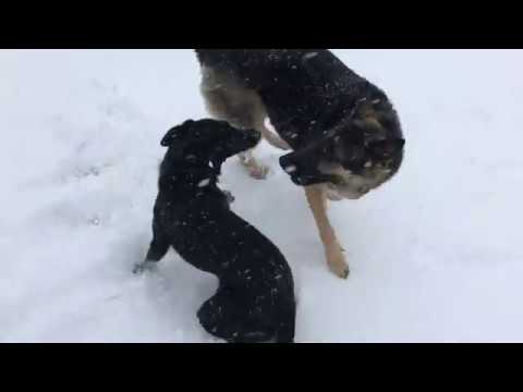 Ep119 Snow Storm - Our German Shepherd & a Blue Heeler  playing in snow!