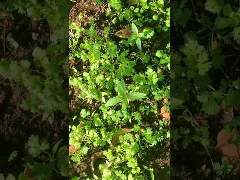 #coriander #mygarden #greenery #nature #shorts #youtubeshorts