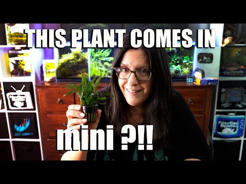 Java Fern Mini ! | Mini Care Guide | Super Popular Aquatic Plant Version Perfect For Nano Aquariums!