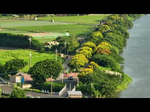 2024 9 27 彰化東螺溪親水平台 櫟樹季 空拍