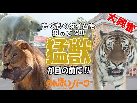 大迫力！猛獣が目の前に迫りくる！【のんほいパーク③】