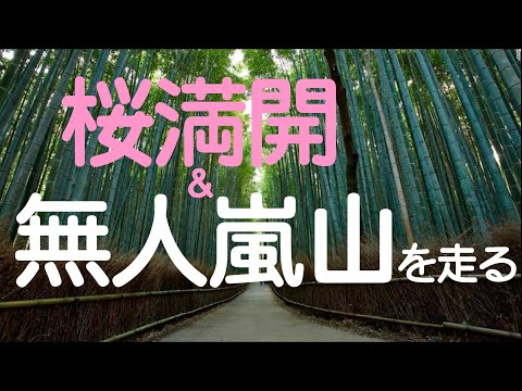 【RunningVLOG】桜満開＆無人嵐山を走る　京都岚山晨跑