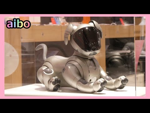 【68  ルーだけ？３大ビックリ  aibo25周年＠ソニー大阪】 Lou's 3 Surprises at Sony Osaka