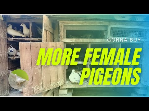 Gonna Buy More Female Pigeons | Stock birds | Pet Pigeons