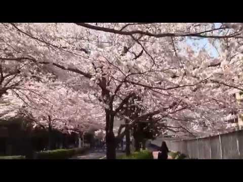 満開の桜　東京都内有数の花見の名所　大崎・目黒川　森永橋～小関橋