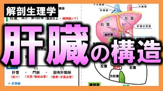 【解剖生理学（消化器系）】肝臓の構造：リメイクver.