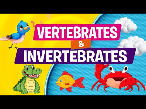 The Animal Kingdom | Invertebrates and Vertebrates Animals | Educational Videos for Kids | Science